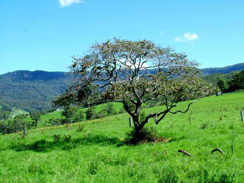 Toongla