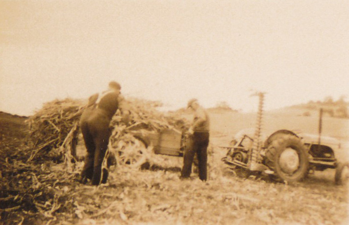 Clearing Scrub at Clout's Farm, Stoney Range