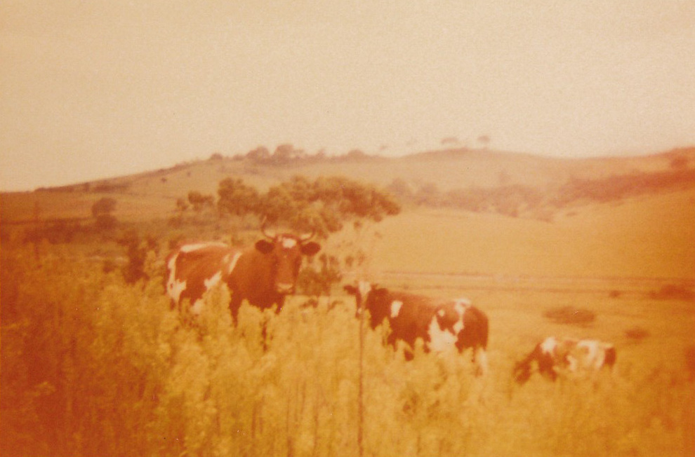 Dairy Cows on Tom Clout's Farm