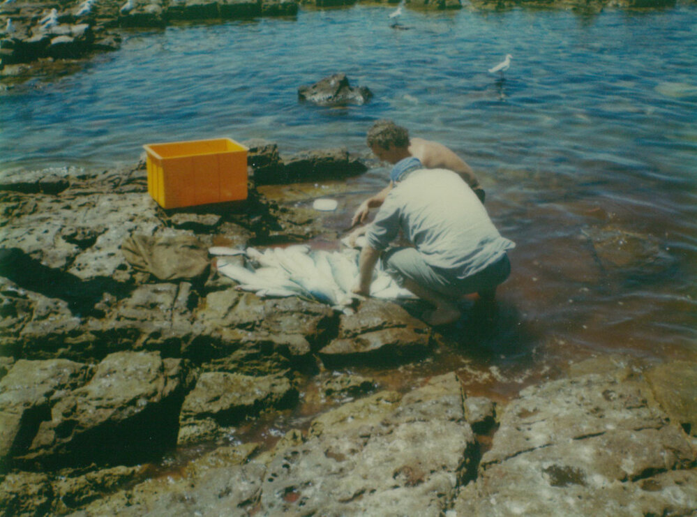 Fishing at Shellharbour Harbour