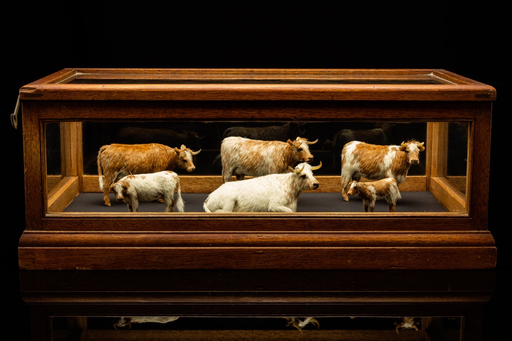 Miniature Wax Model Cows - Thomas Family