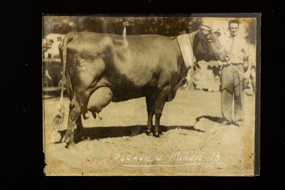 'Parkview' Minnie 13