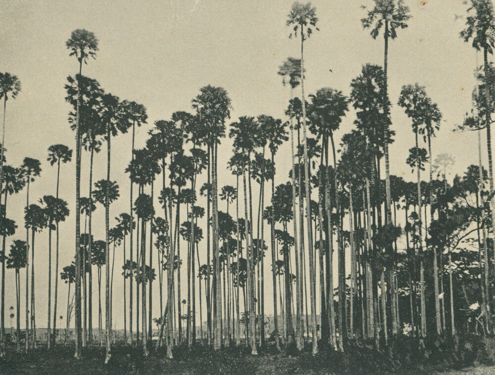 Postcard Cabbage Palms