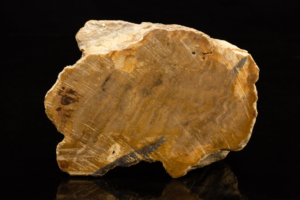 Petrified Wood