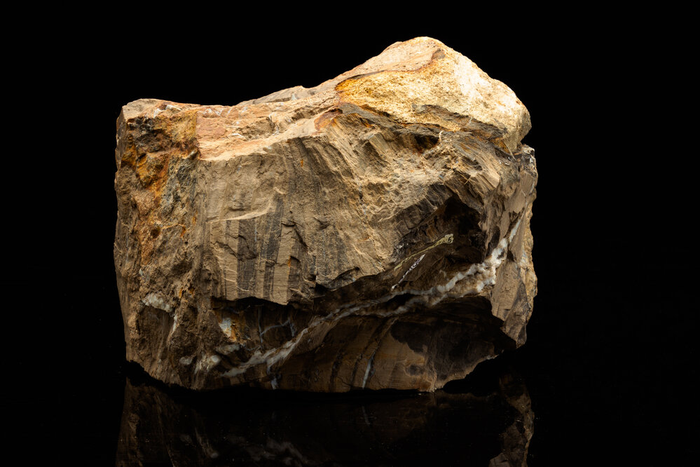Petrified Wood