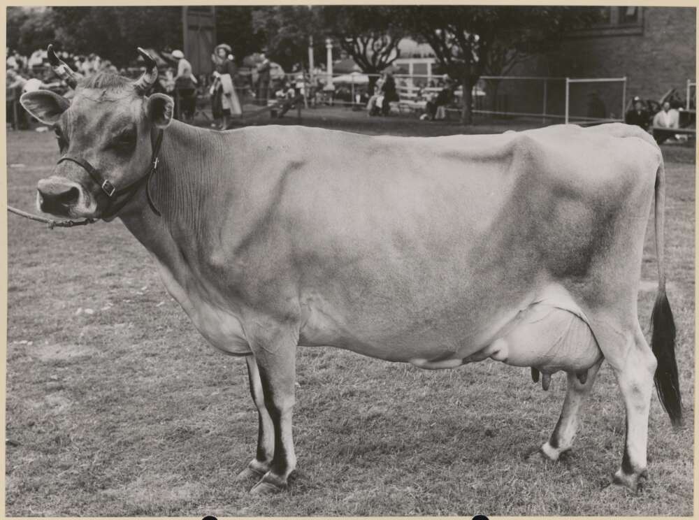 Jersey Cow The Meadow Logan Brae