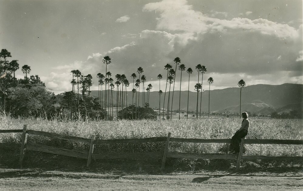 Mount Johnston from Calderwood Road