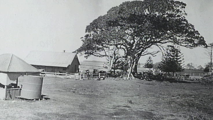 Boat Store And Figtree 