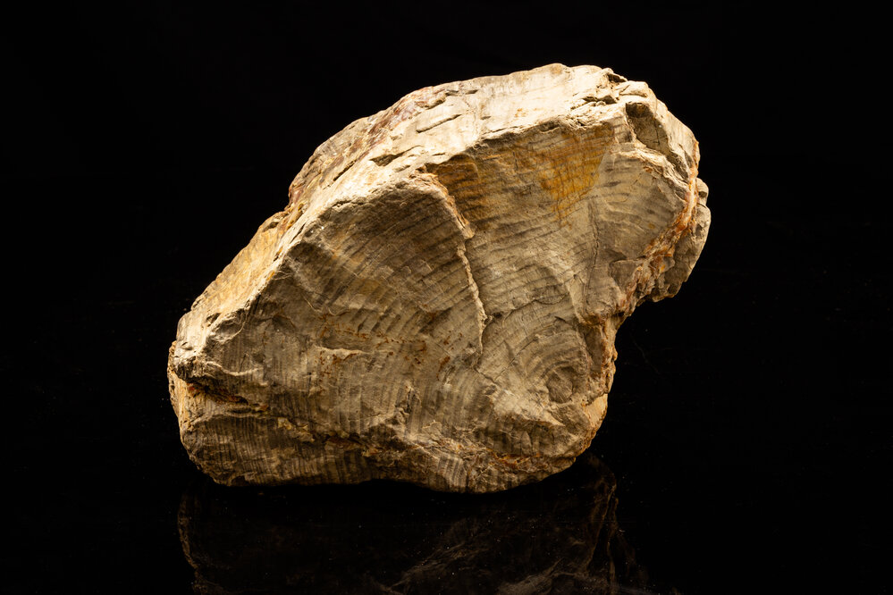 Petrified Wood