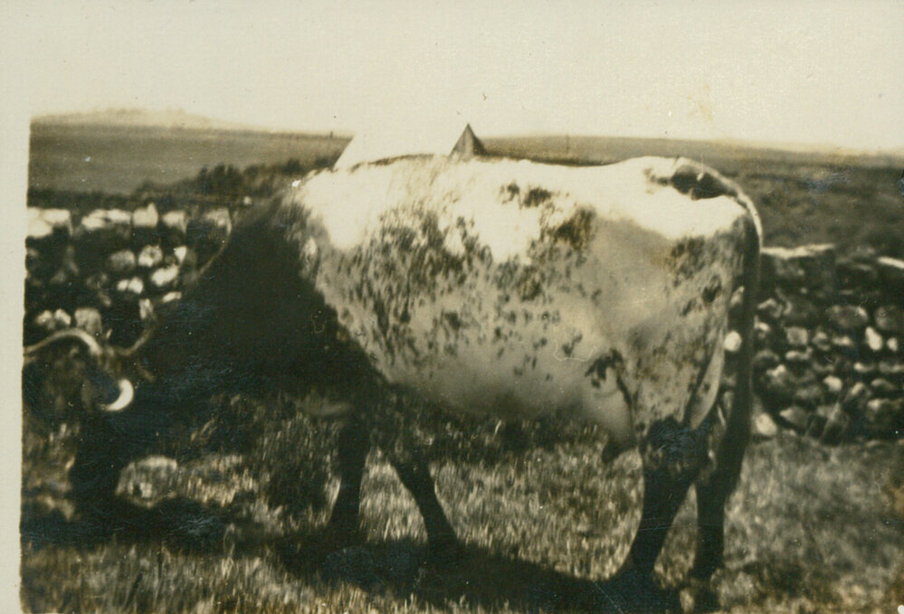 Madge the Cow, at 'Seaview'
