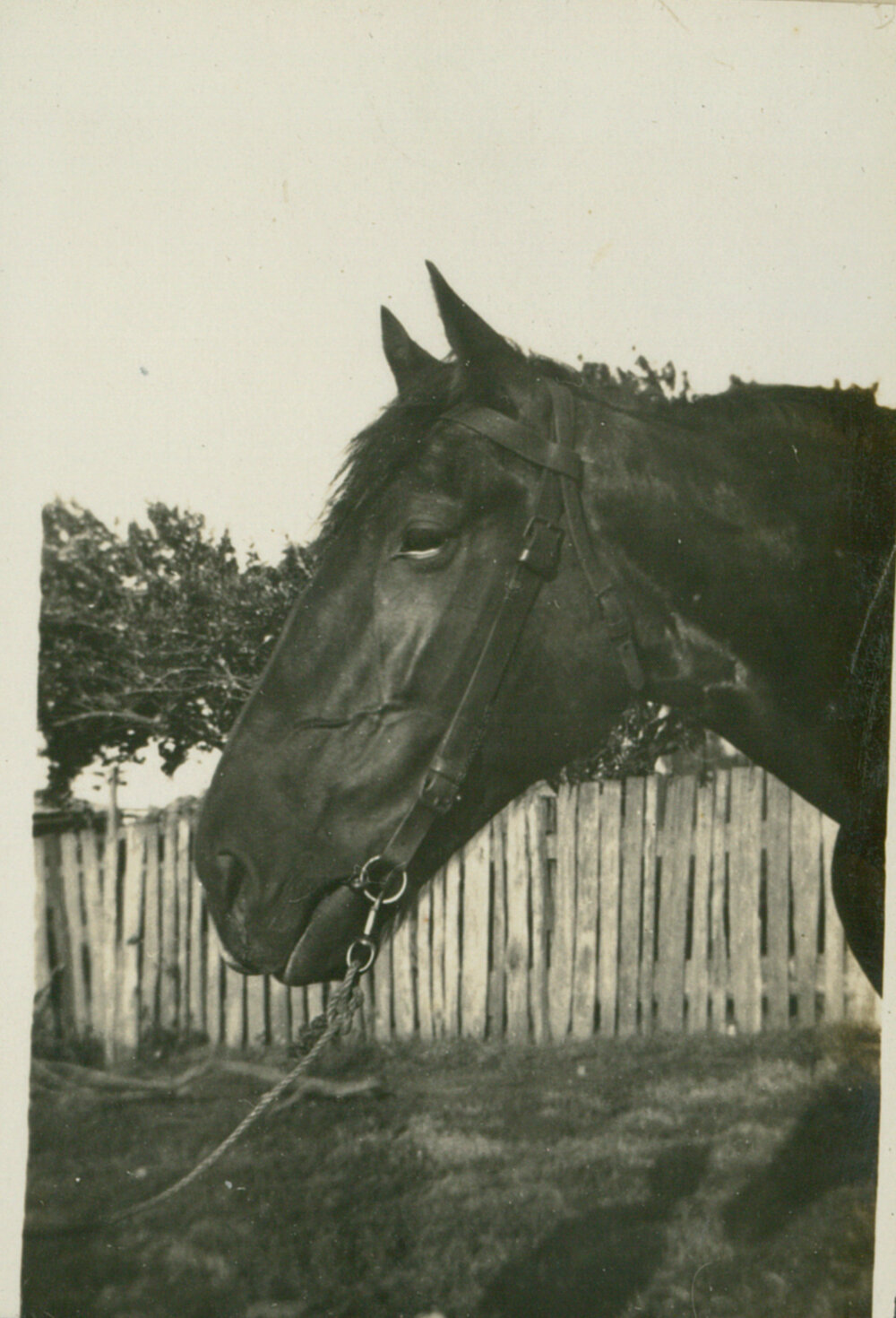 Prince the Horse at 'Seaview', Killalea