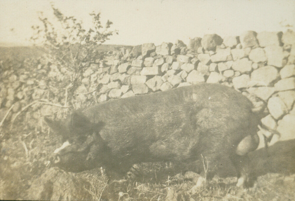 Boar Pig at 'Seaview', Killalea