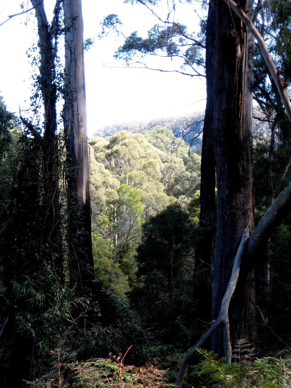 The View from Nurrewin