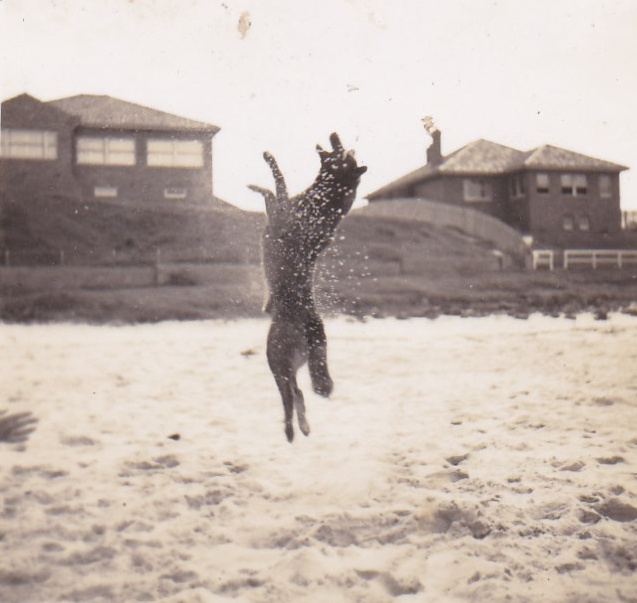 Rose Hockey's Dog, Rover