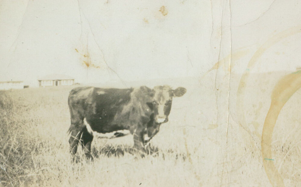 Rakowski Family House Cow