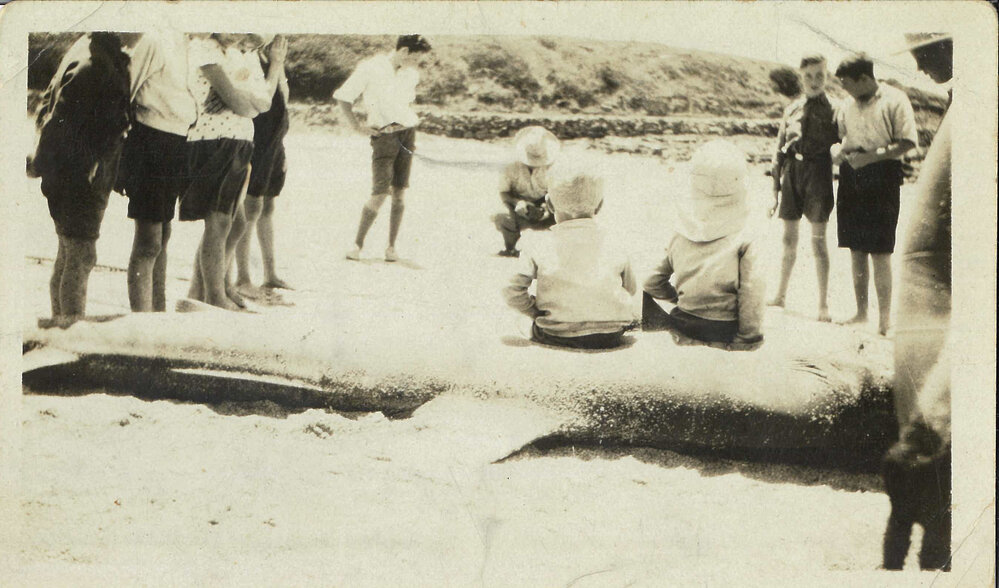Shark Caught in Shellharbour Harbour