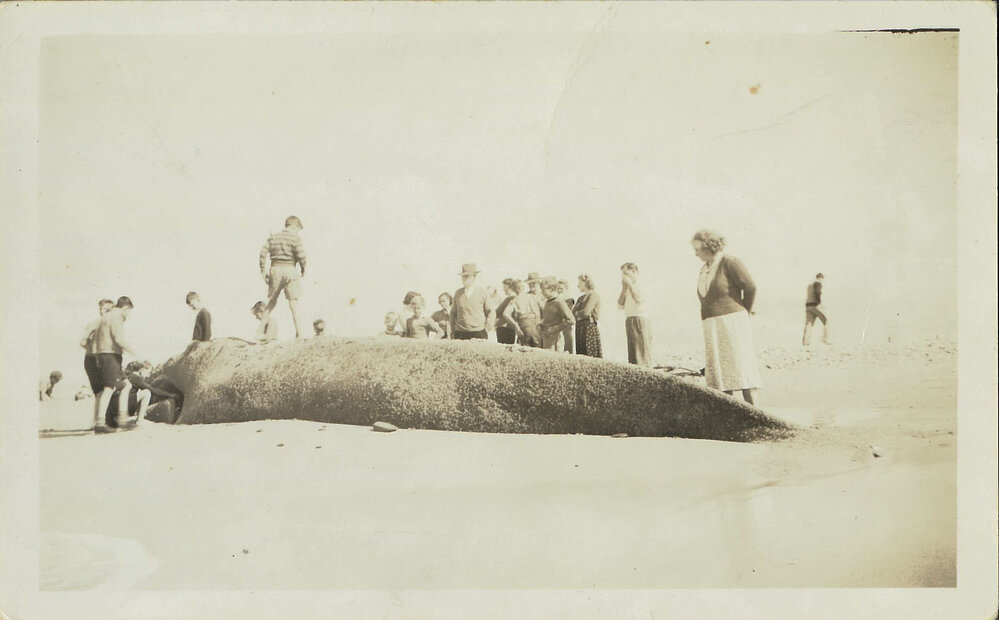 Whale at South Beach