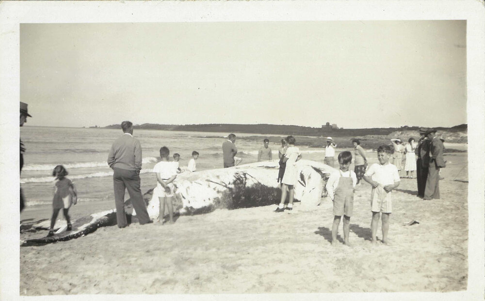 Whale at South Beach