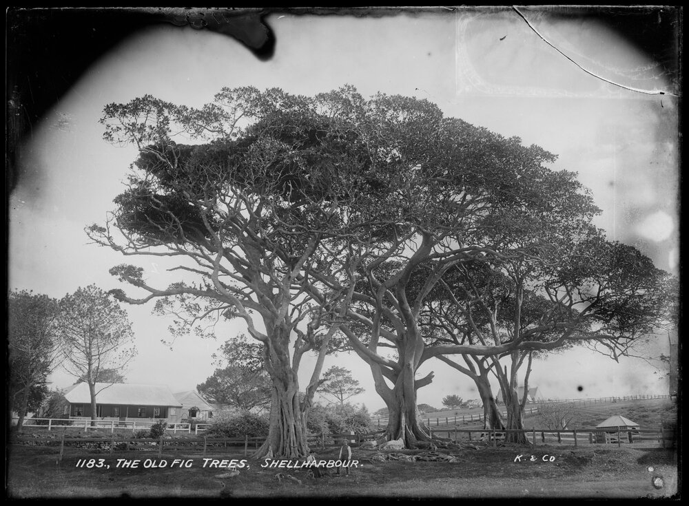 Harbour Master's Cottage and Old Fig Trees at Shellharbour