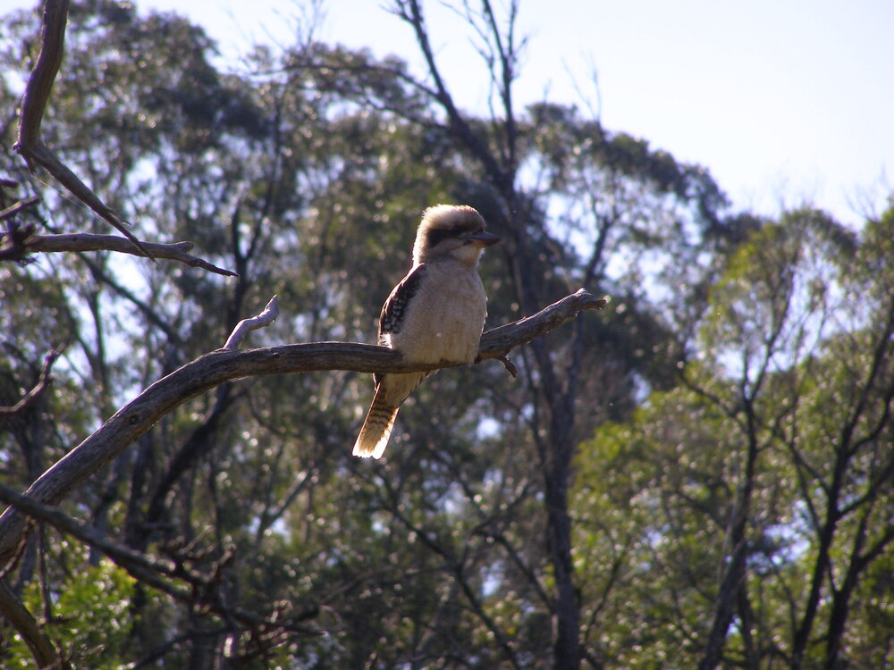 Kookaburra at Nurrewin