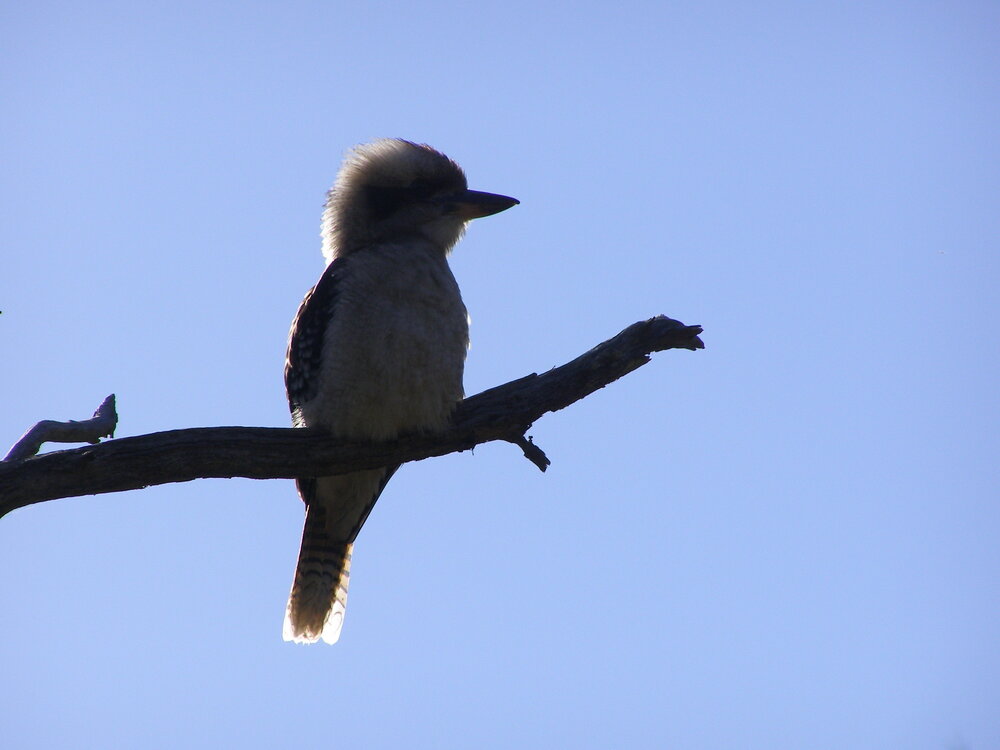 Kookaburra at Nurrewin