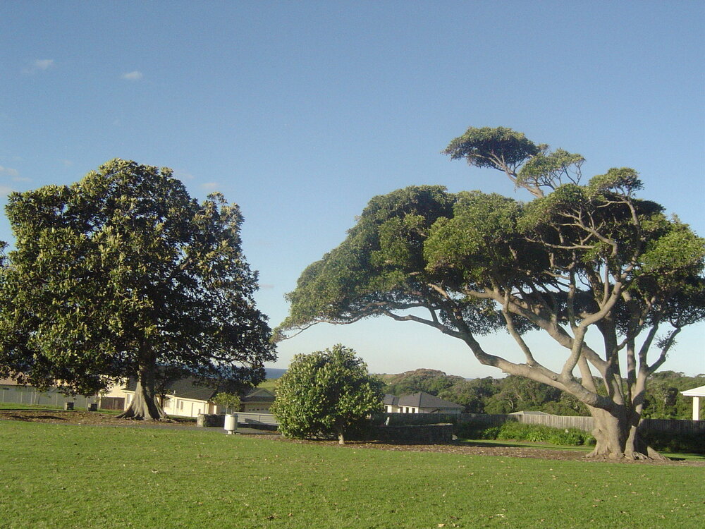 Fig Trees at Wentworth Cottage Park