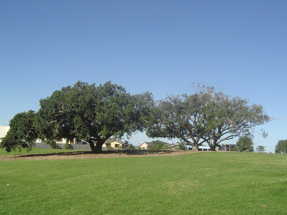 Fig Trees at Wentworth Cottage Park