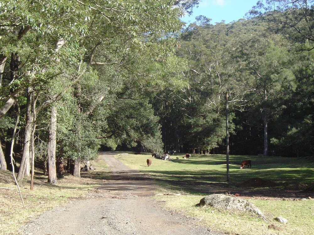 Old Cedar Track