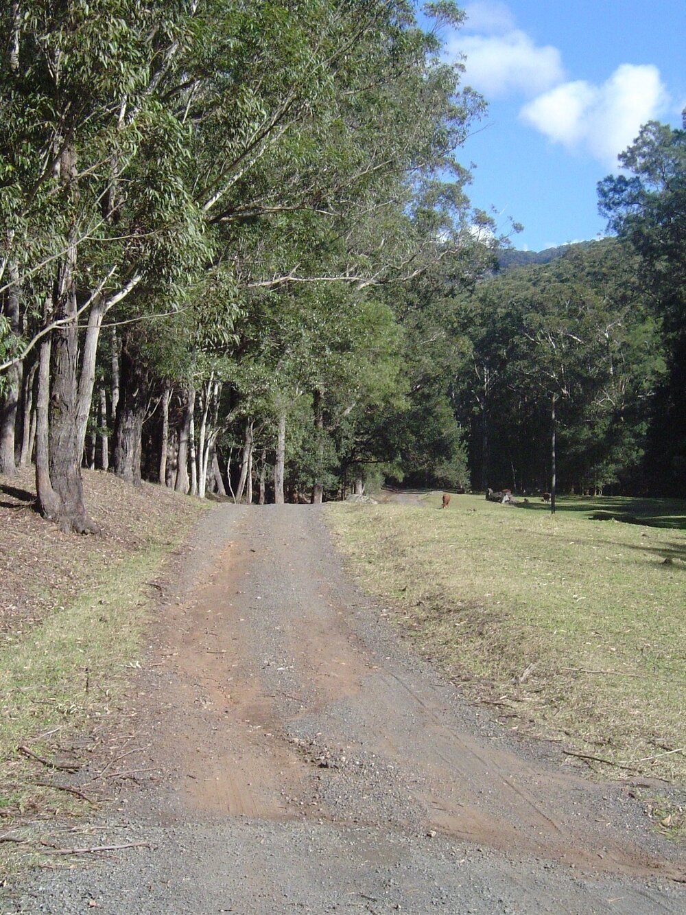 The Old Cedar Track