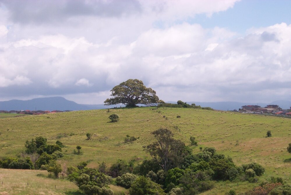 St Ives Fig Tree