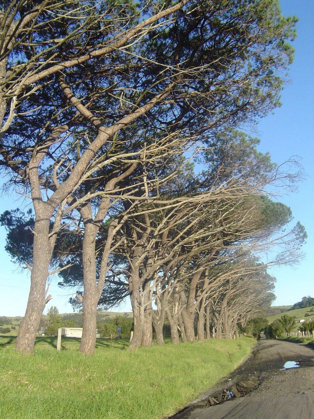 Umbrella Pines, Croome Road