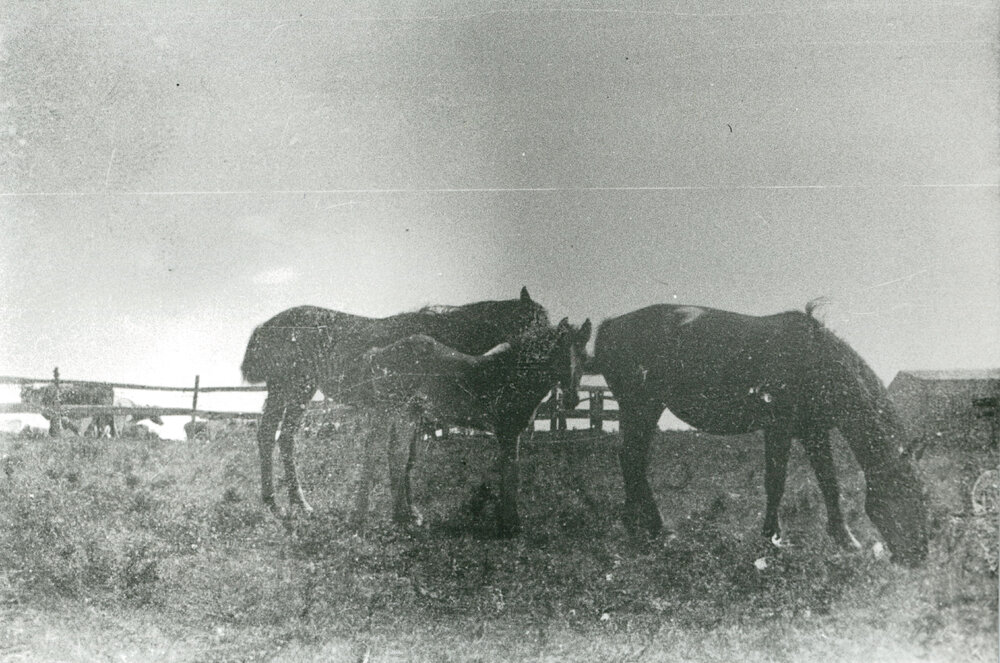 Thomas Family Horses at 'Clover Hill' Farm