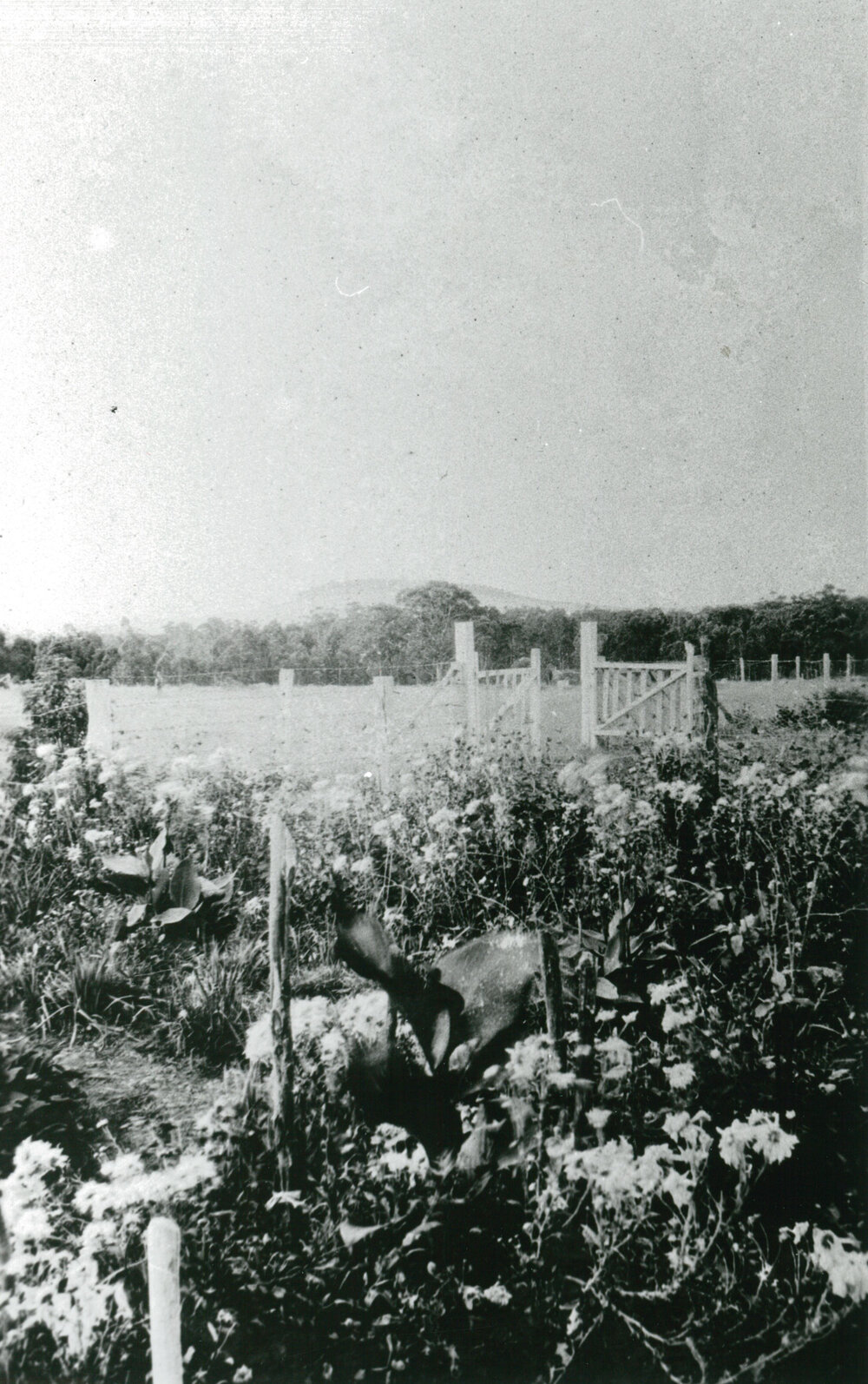 The McIlquham Family Garden