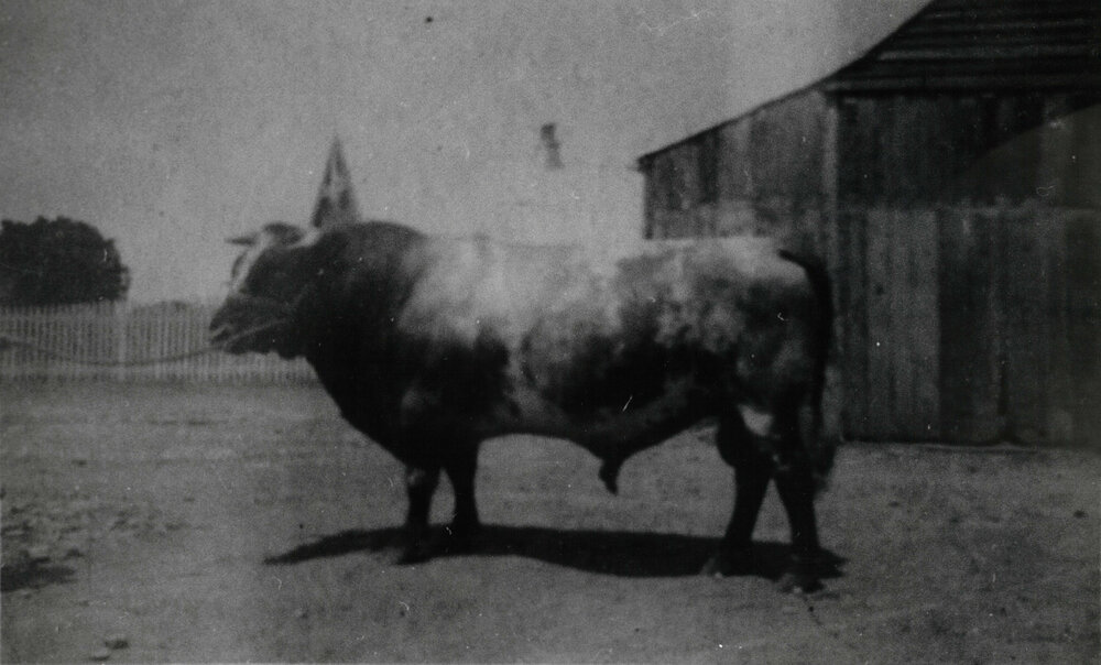 David Harum II Bull