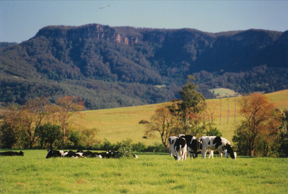 Cows in the Meadow at Calderwood