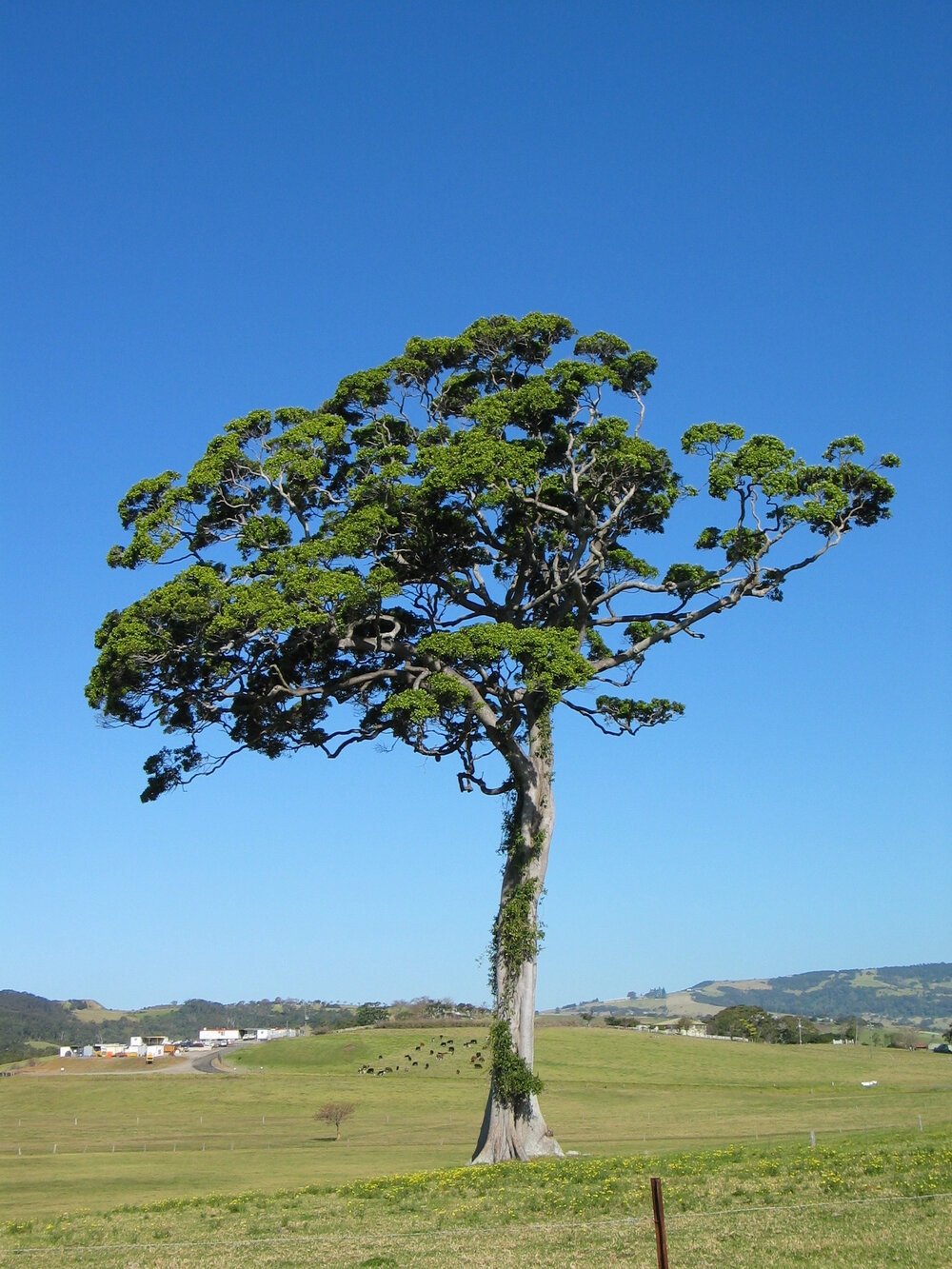 Fig Tree, Swamp Road
