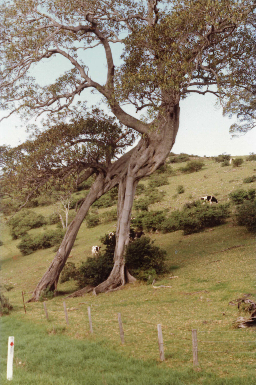 Striated Fig Tree, Dunmore