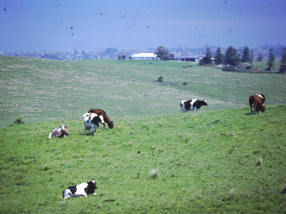 View to 'Rosemont' Farm