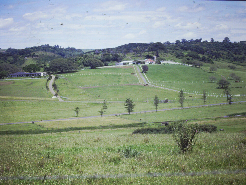 'Bravella' and 'Kurrawong'