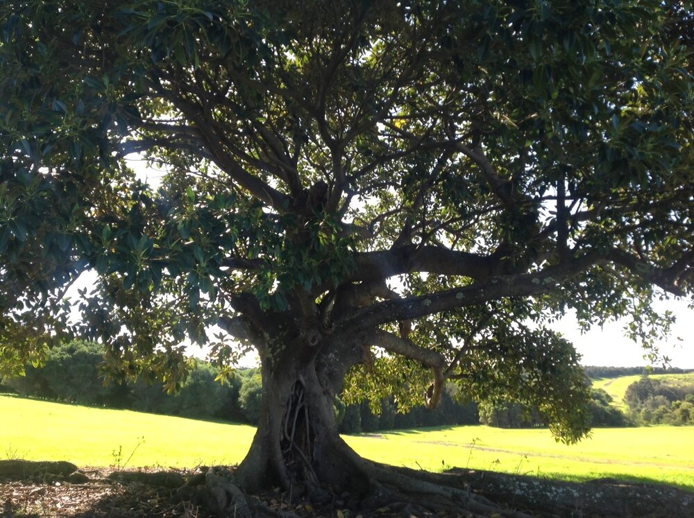 Fig Tree Killalea State Park