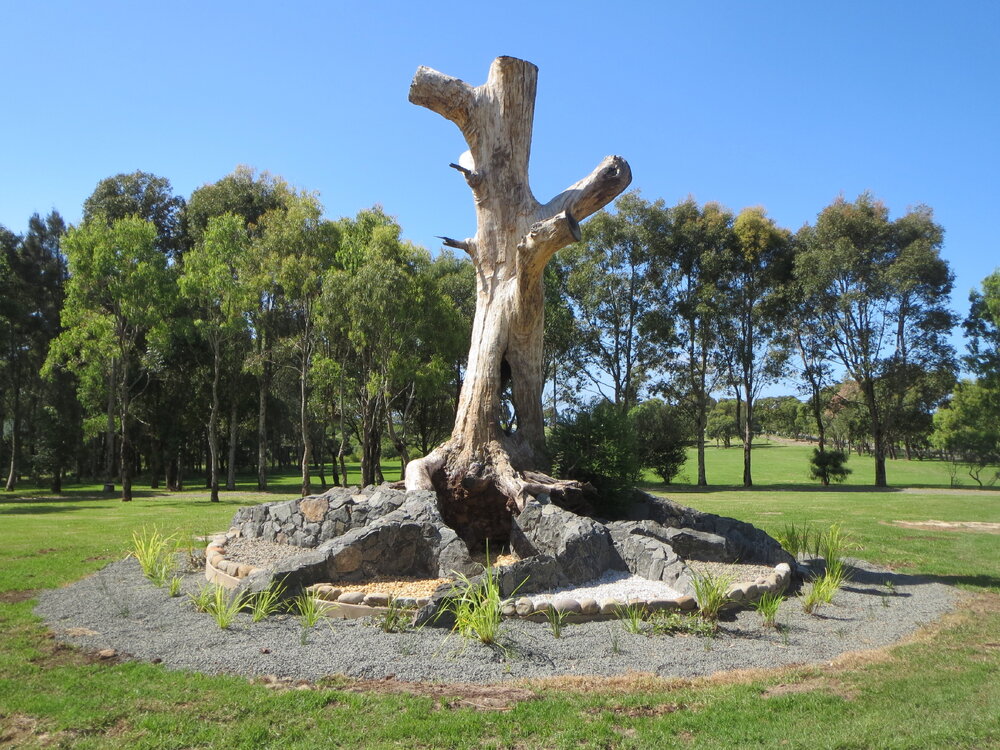 Killalea State Park Scar Tree