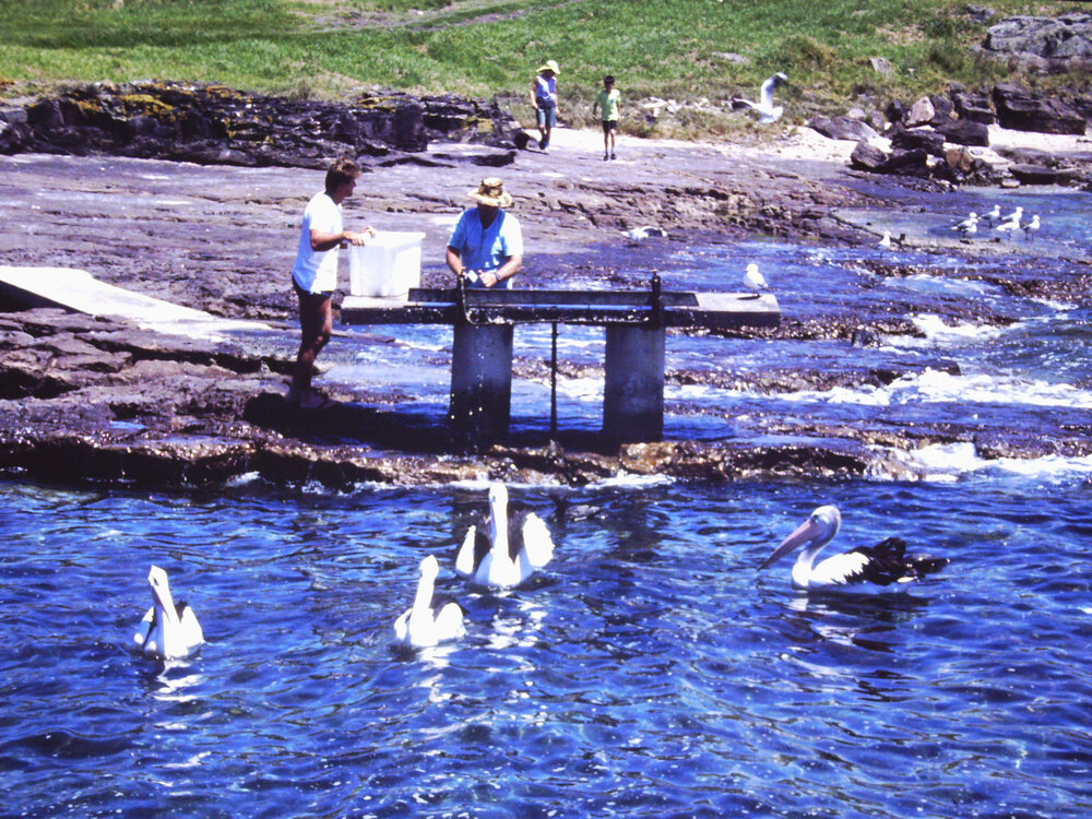 Fish Cleaning Station, Shellharbour Harbour