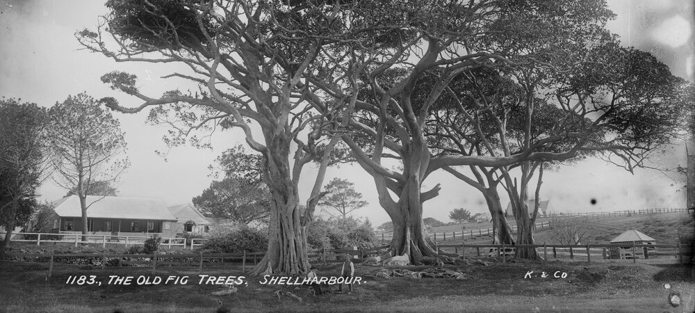 The Old Fig Trees at Shellharbour
