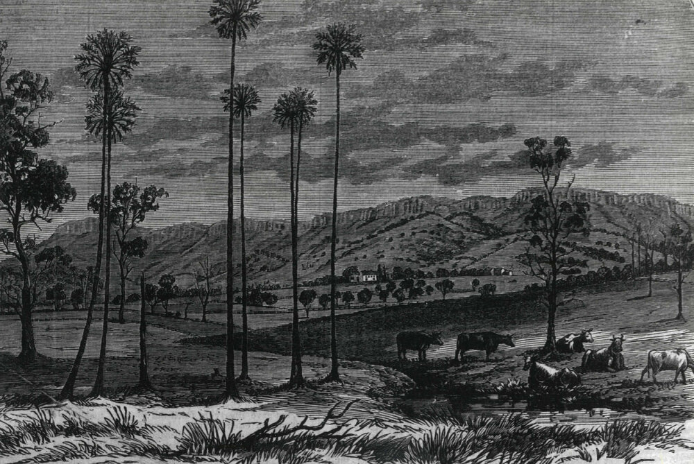 Marshall Mount, Illawarra