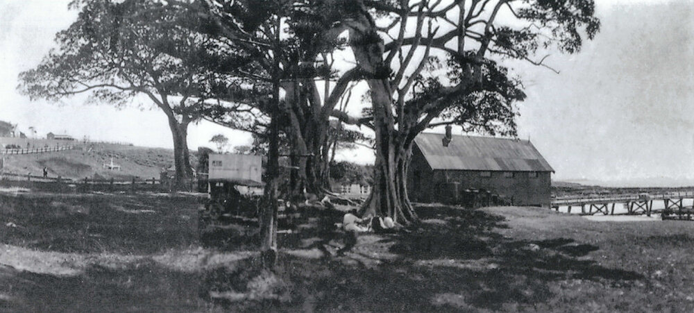 Little Park, Boat Store and Fig Trees