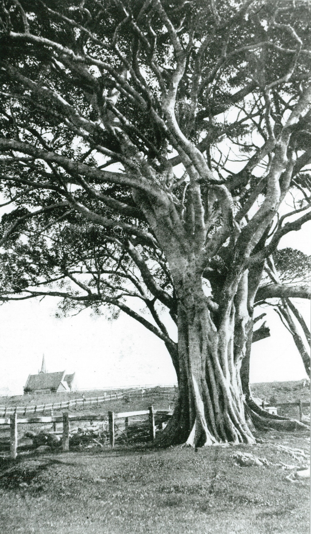 The Park (Little Park), Shellharbour