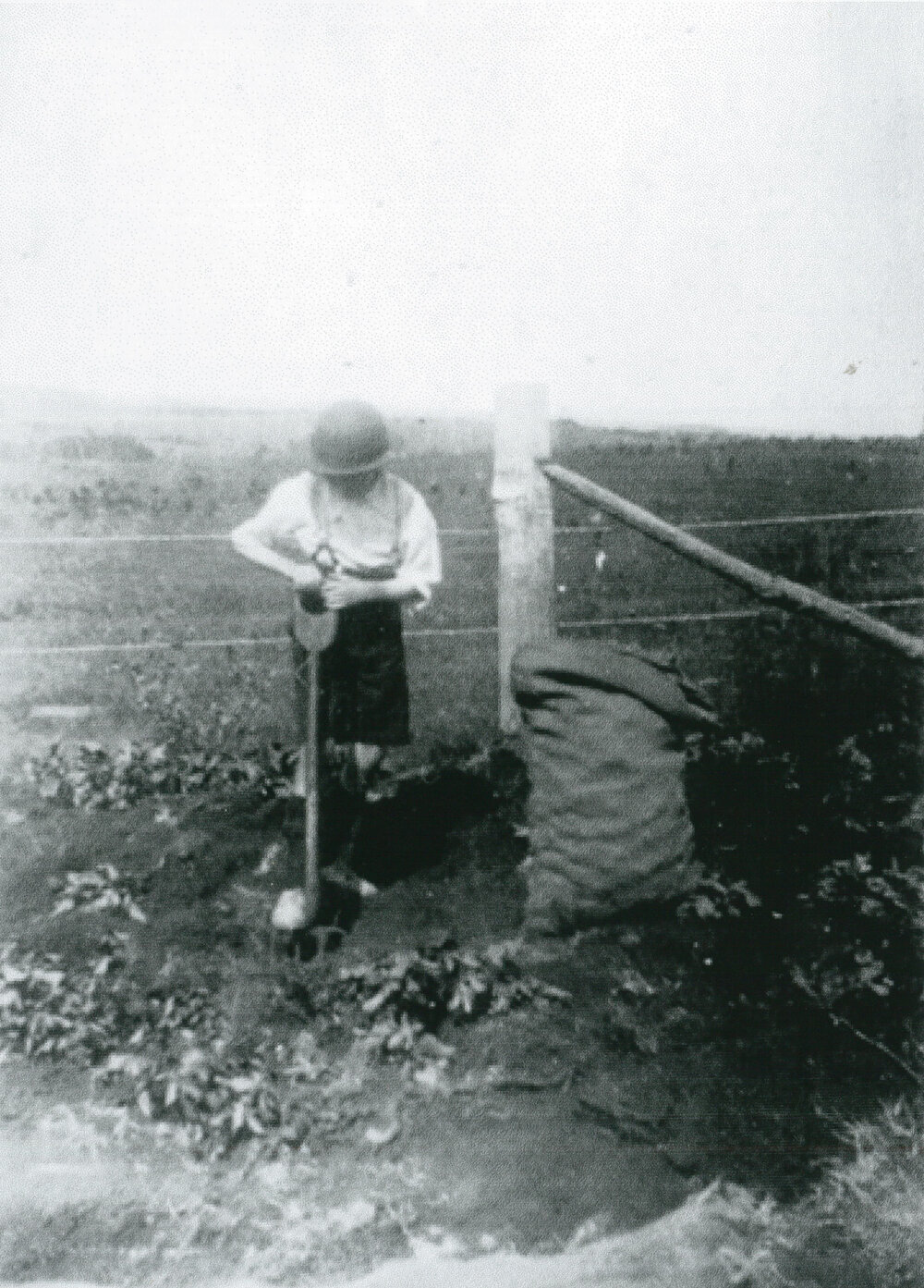 Digging potatoes on Native Dog Hill
