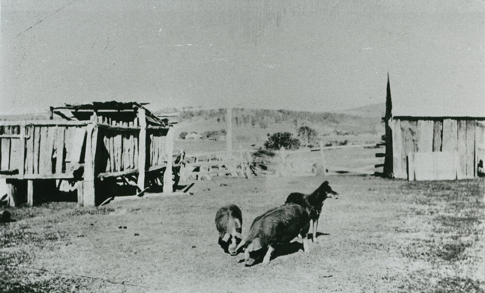 Farm dog and pigs at 'Wattle Grove', Albion Park