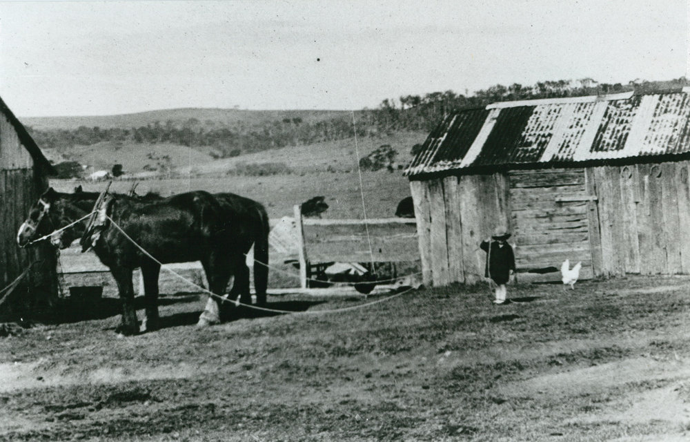 Richard Ball with plough horses