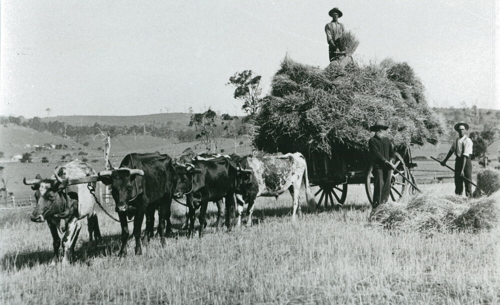 Loading hay at 'Wattle Grove', Albion Park